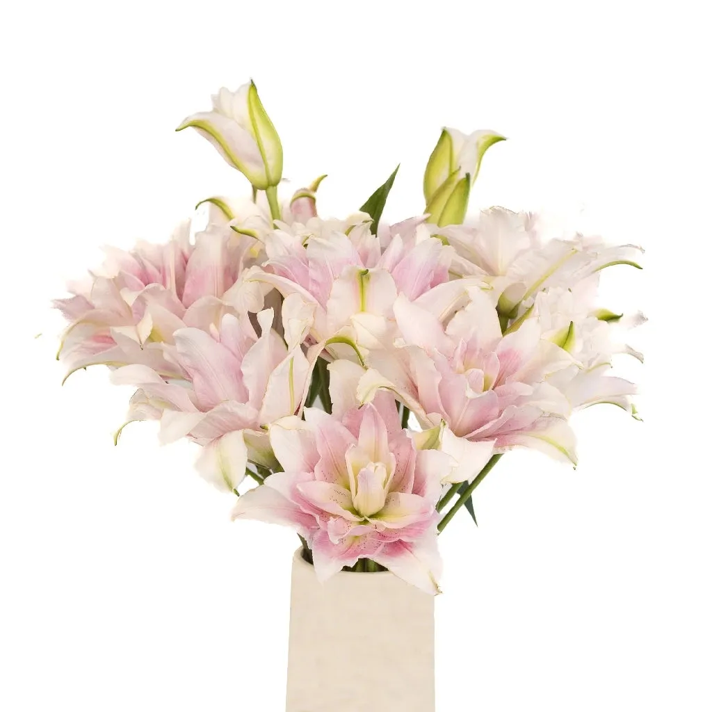 Candy Ice Double Bloom Lily