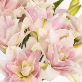 Candy Ice Double Bloom Lily