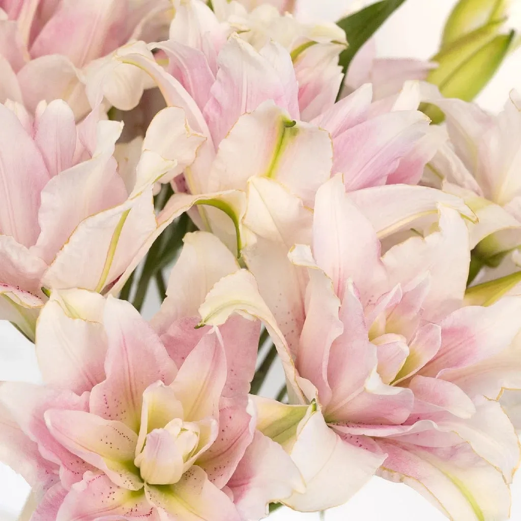 Candy Ice Double Bloom Lily
