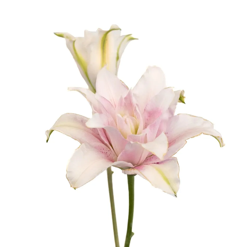 Candy Ice Double Bloom Lily