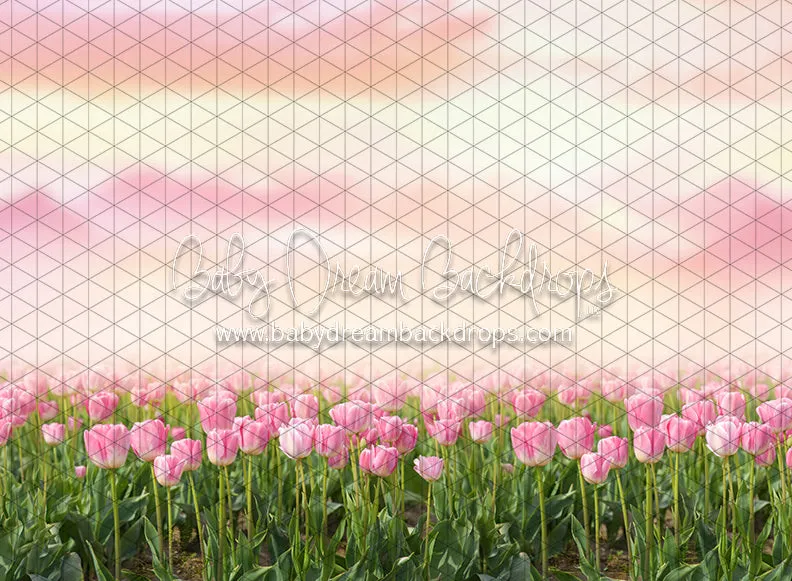 Perfectly Pink Tulips (CC)
