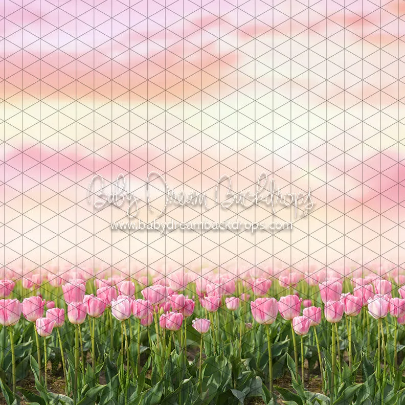 Perfectly Pink Tulips (CC)