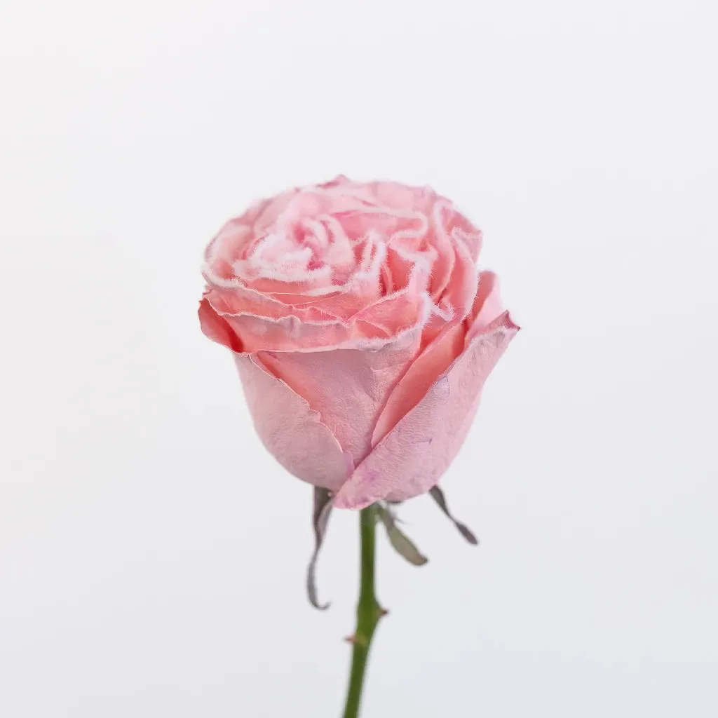 Tinted Blush Pink Fuzzy Roses