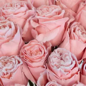 Tinted Blush Pink Fuzzy Roses